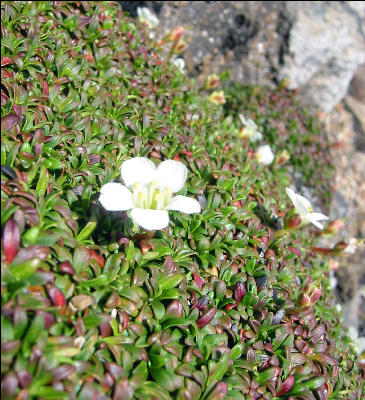 Diapensia, Franconia Ridge, AT, New Hampshire